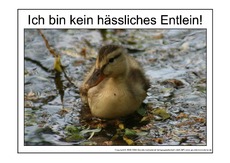 Hässliches-Entlein-2.pdf